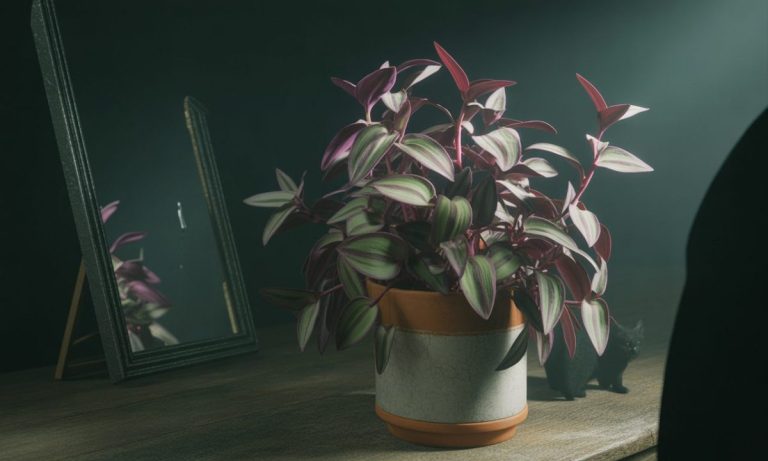 découvrez pourquoi la plante misère est considérée comme porte-malheur selon les croyances populaires. origines, superstitions et conseils pour cette plante intrigante dans la maison.